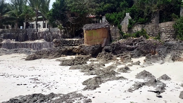 Hard Coral and Rocks on Beach