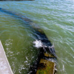 Sandsavers installed in front of bulkhead Gulf of Mexico