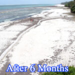 Sandsaver Beach Erosion Solution after 6 Months