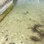 Sand accumulation on the bulkhead, creating a gentle sloping beach